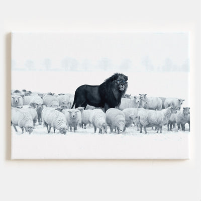 Lion Among Sheep Canvas 