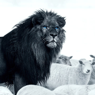 Lion Among Sheep Canvas 